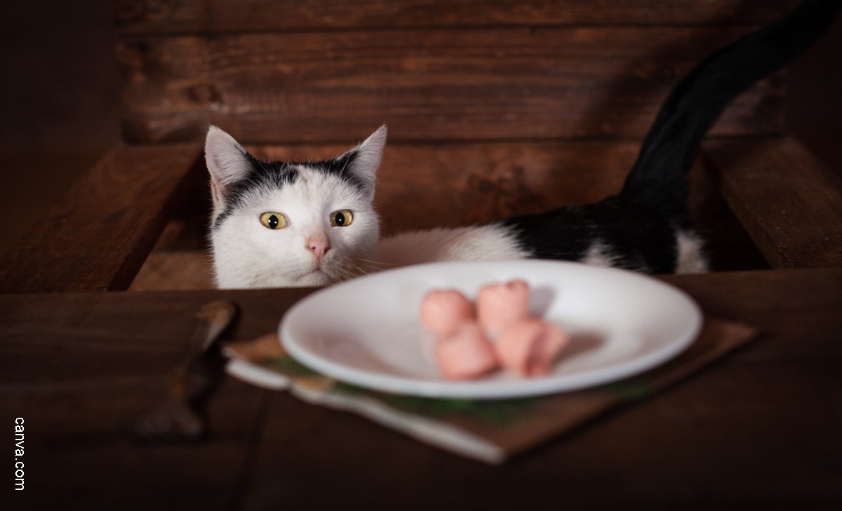 En Perú, un gato casi se come la cena navideña de sus dueños