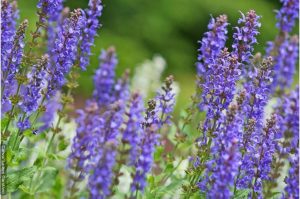 Para qué sirve la salvia, ¡hace milagros!