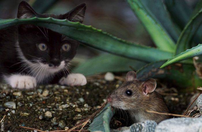 Foto de un ratón y un gato