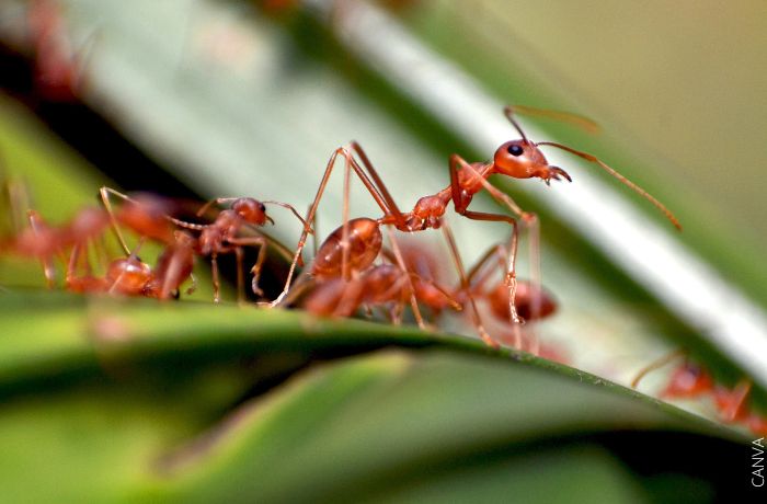 Foto de hormigas rojas
