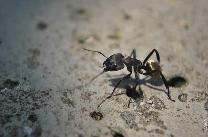 Foto de una hormiga negra
