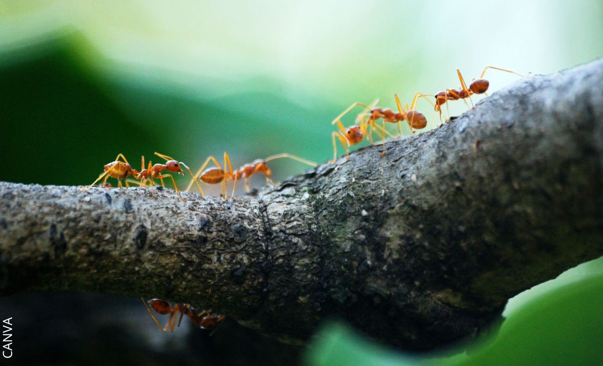 Cómo eliminar las hormigas definitivamente con estos tips