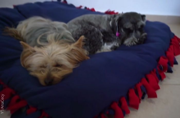 Foto de dos perros acostados en una cama