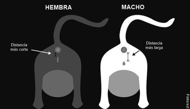 Ilustración de cómo saber si un bebé gato es macho o hembra