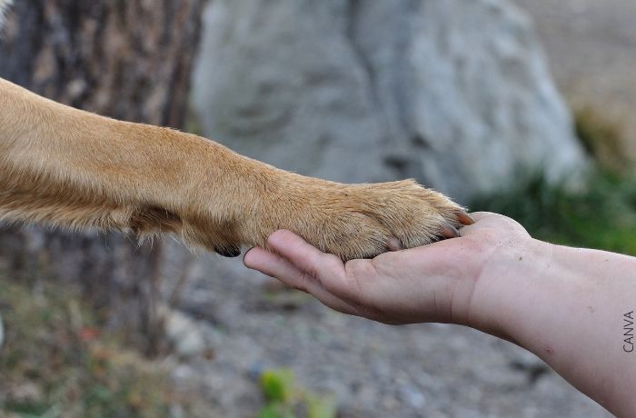Foto una mano sosteniendo una pata de perro