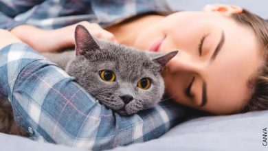 ¿Es malo dormir con gatos? Te contamos la verdad