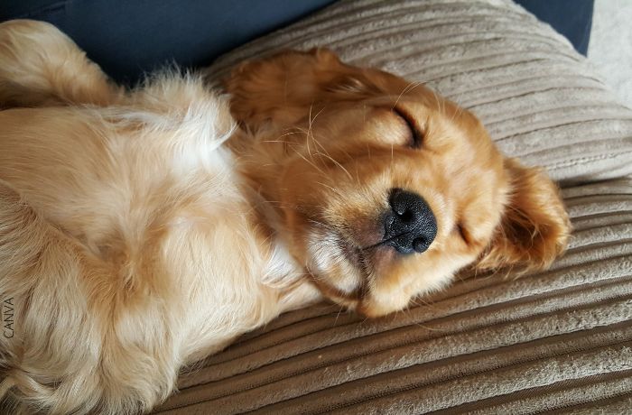 Foto de un cachorro durmiendo