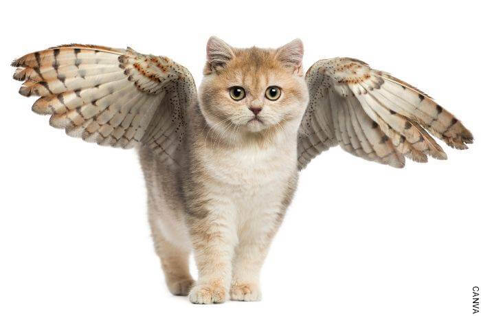 Foto de un gato con alas