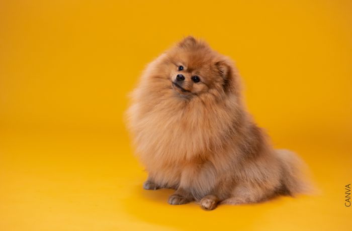 Foto de un perro Pomerania