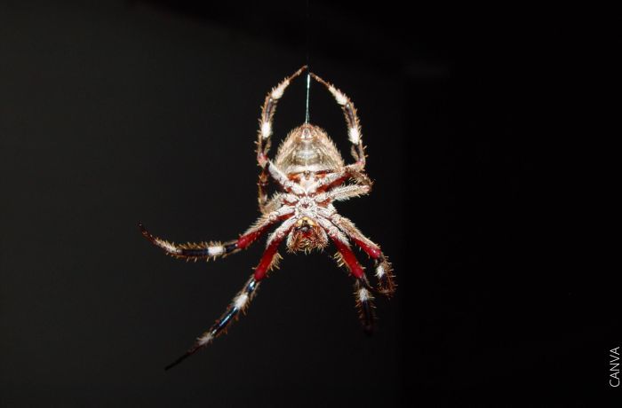 Foto de una araña colgando de su telaraña