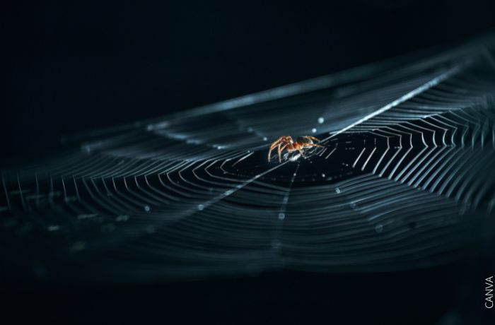 Foto de una araña en medio de su telaraña