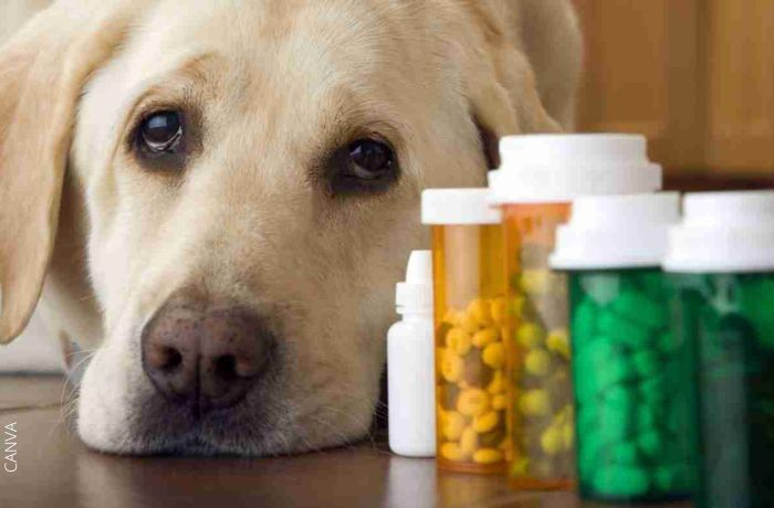 Foto de un perro acostado frente a varios medicamentos