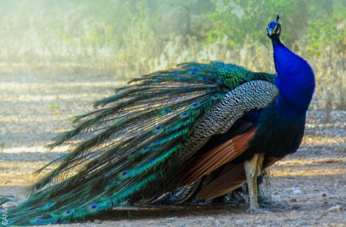 Foto de un pavo real azul