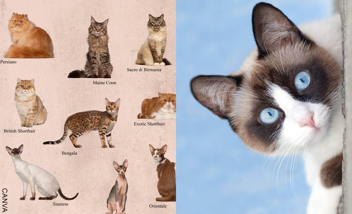 Tipos de razas de gatos y sus características