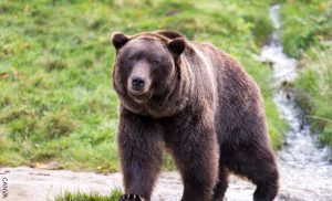 Un oso se tomó más de 400 selfies con una cámara trampa. ¡Enterneció las redes!