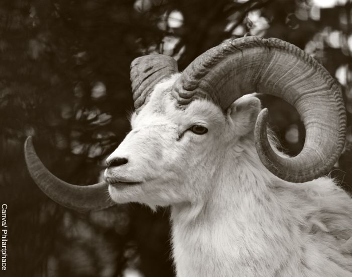 Foto a blanco y negro de un carnero con grandes cuernos