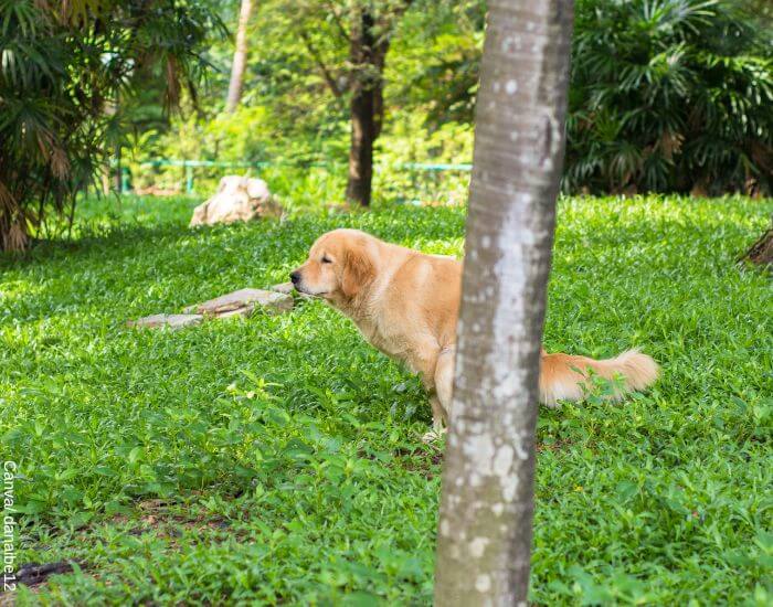 Foto de un perro Golden Retriever haciendo popo detrás de un árbol