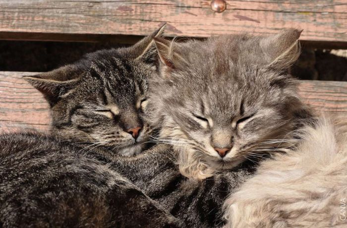 Foto de dos gatos durmiendo juntos