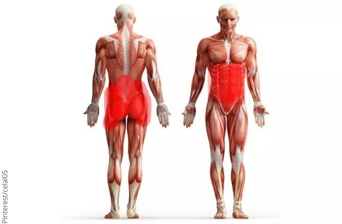 Ilustración de los músculos del cuerpo señalando el core