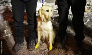 Perro de rescate en Turquía salvó varias vidas con las patitas cortadas. ¡Todo un héroe!