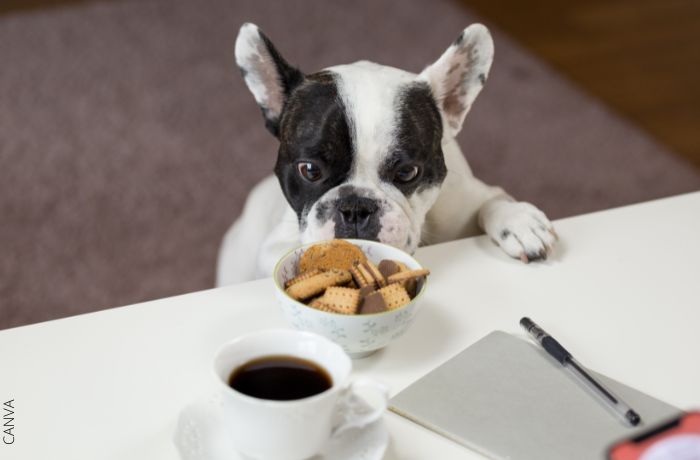 Foto de un perro oliendo unas galletas sobre una mesa