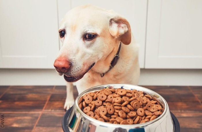 Foto de un perro mirando de lado su comida