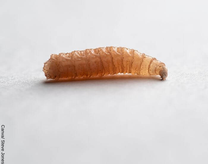 Foto de un gusano blanco de cerca para representar lo que significa soñar con gusanos