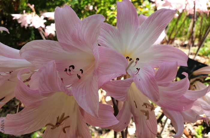 Foto de flores de belladona