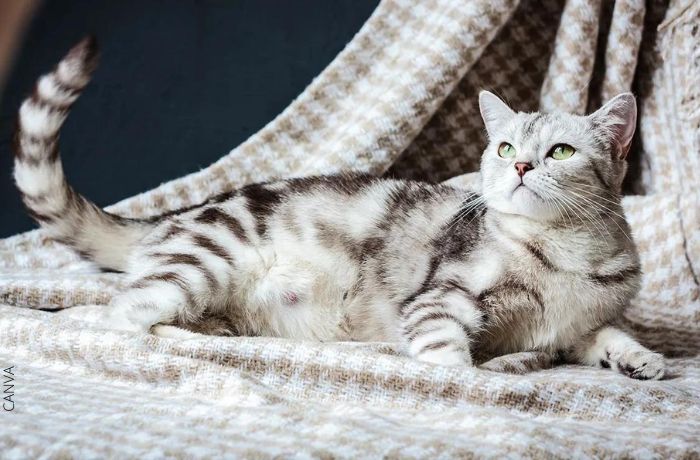 Foto de una gata embarazada acostada