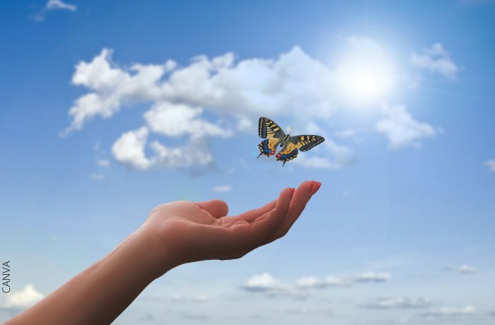 Foto de una mariposa volando sobre una mano