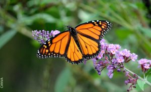 Frases de mariposas, ¡para reflexionar sobre el cambio!