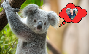 Koala que se "enamoró" de un empleado de autoservicio enterneció las redes