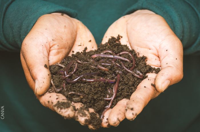 Foto de un hombre con tierra y gusanos en las manos