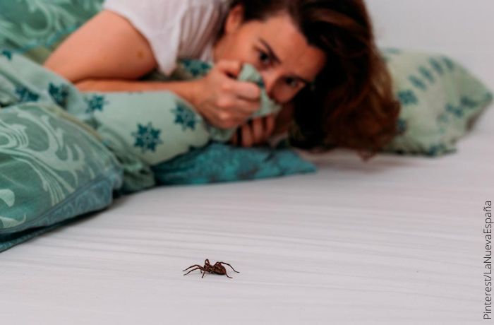 Foto de una araña en una cama y una mujer asustada de fondo