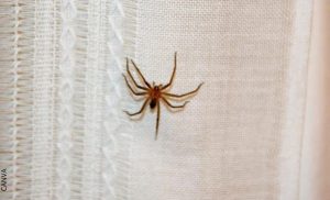 Significado de encontrar arañas en casa, ¿buena suerte?