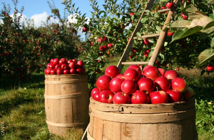 Foto de una cosecha de manzanas