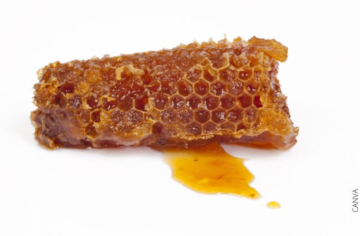 Foto de un pedazo de panal de abejas