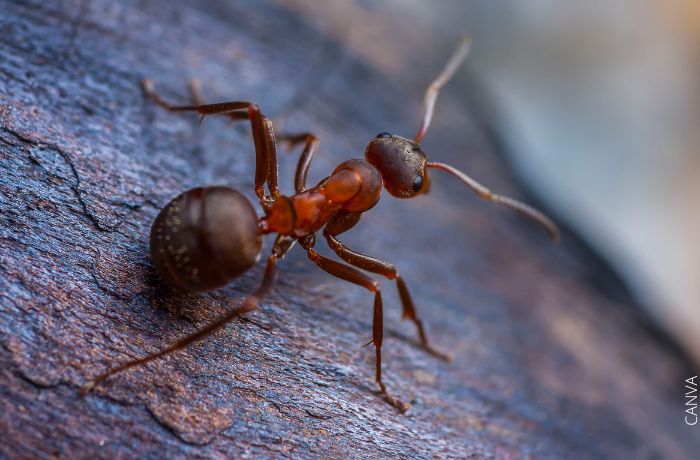 Foto de una hormiga roja