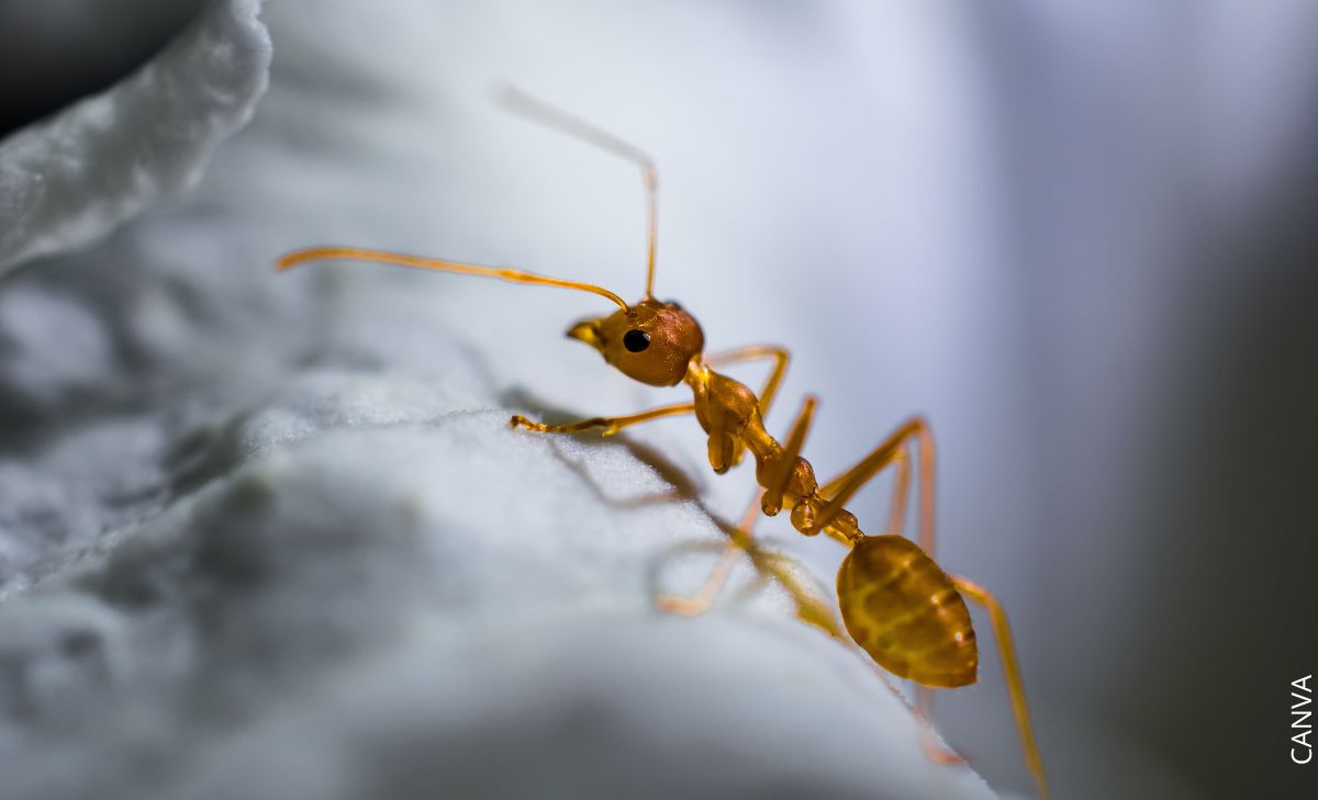 Hormigas en la casa: significado que quizás no conocías