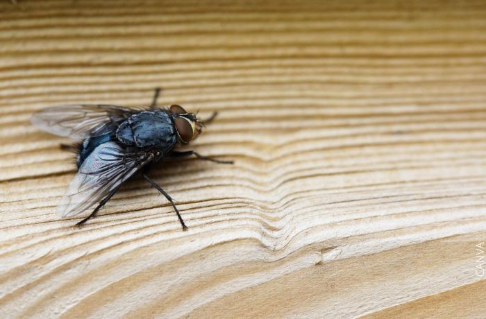 Foto de una mosca negra sobre madera