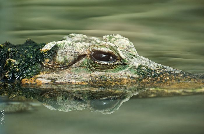 Foto de un cocodrilo en agua sucia
