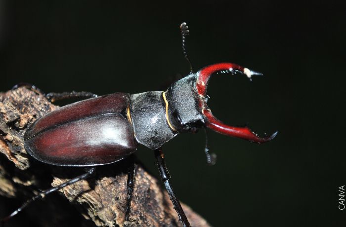 Foto de una escarabajo