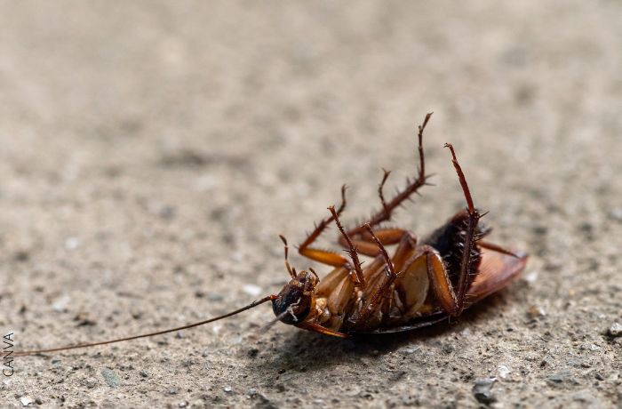 Foto de una cucaracha patas arriba