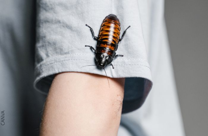 Foto de una cucaracha en el brazo de una persona