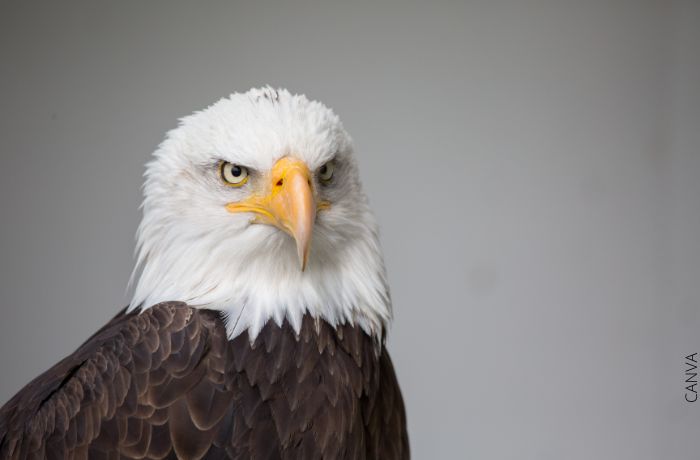Foto de un águila