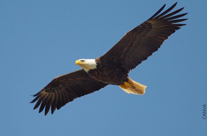 Foto de un águila volando