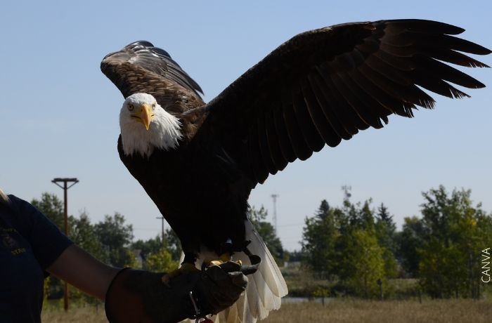 Foto de un águila en la mano de una persona