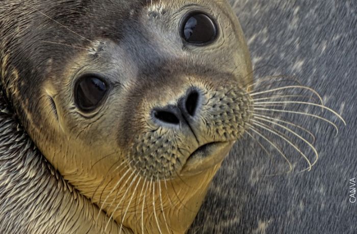 Foto de la cara de una foca