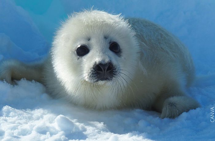 Foto de una foca bebé