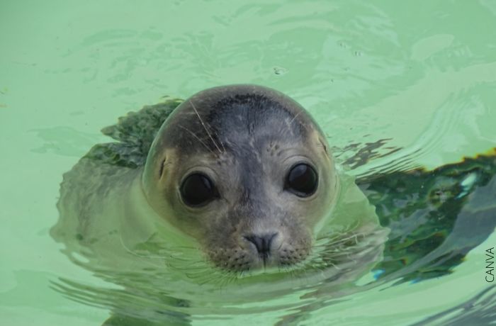 Foto de una foca en el agua